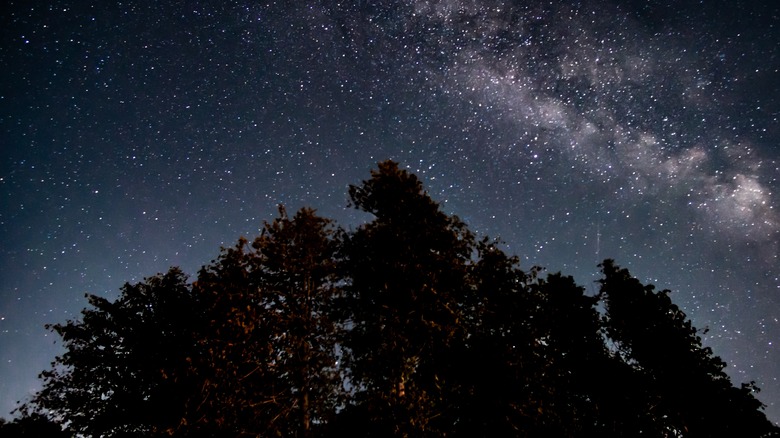 Starry night with Milky Way over a cluster of trees, Headlands International Dark Sky Park of Michigan
