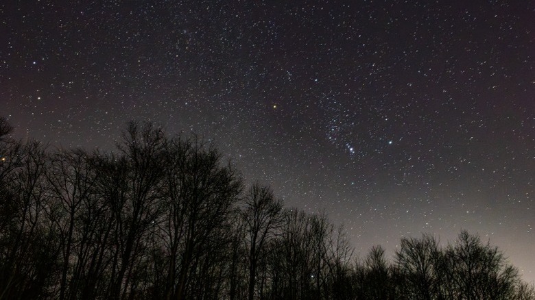 Starry night sky over trees in Geauga Observatory Park, Ohio