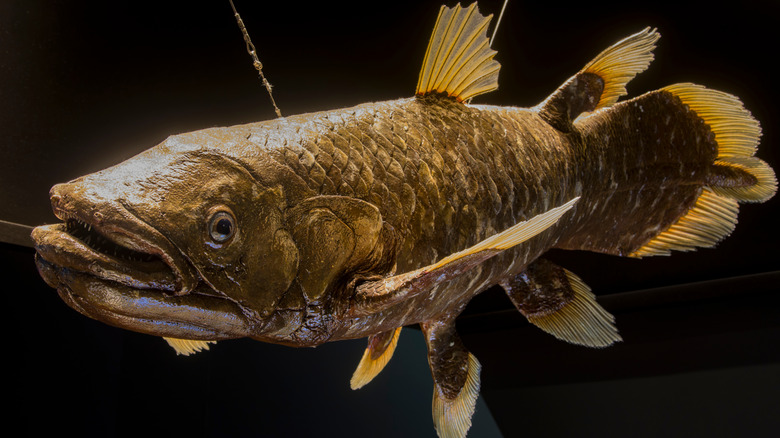 coelacanth model in Singapore museum