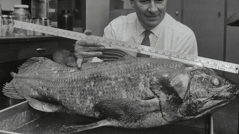 coelacanth specimen at Field Museum