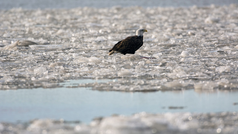 Bald eagle fishing along frozen portion of Missouri River