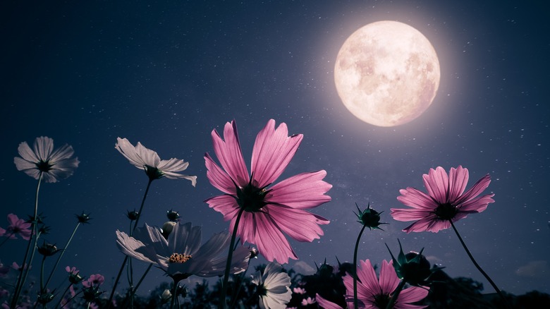 Full moon and pink flowers