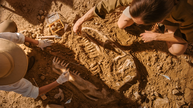 Two paleontologists working at fossil site, brushing dirt off of dinosaur fossil