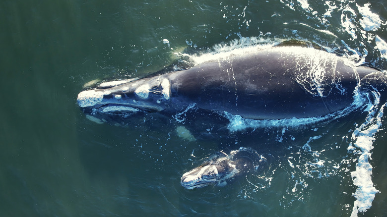 bowhead whale swimming with calf