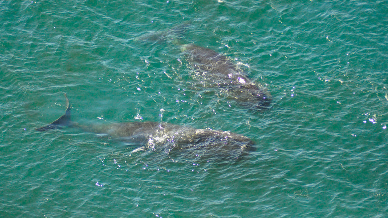 pair of bowhead whales