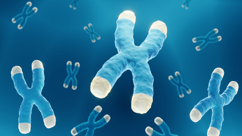 Illustration of chromosomes with telomeres on the end