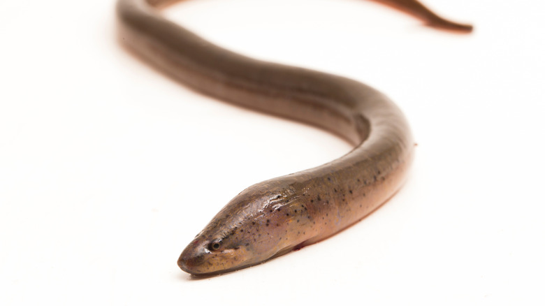 An Asian swamp eel on white background, shiny smooth eel-like body