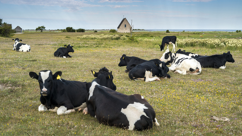 herd of cows lying in a field