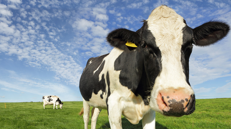 cow looking at camera with second cow in background