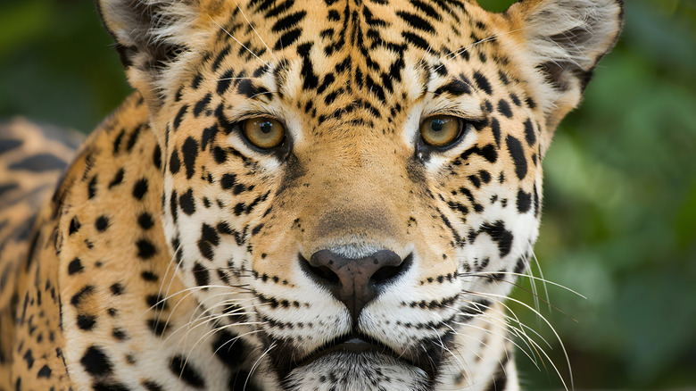 A close up of a jaguar