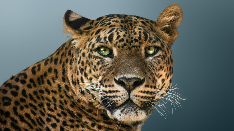 A closeup of a leopard