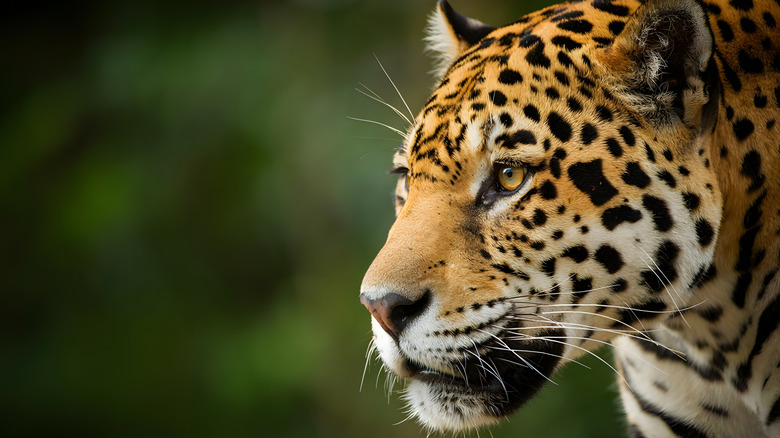 A side profile of a jaguar