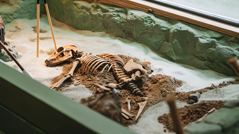 Fossil of a dire wolf