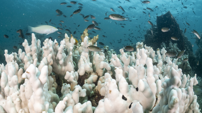 Fish swimming around a bleached coral reef