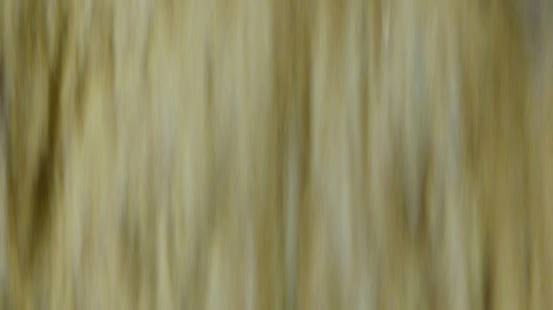 Jaw bones belonging to Nanotyrannus fossil