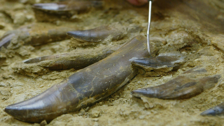 Jaw bones belonging to Nanotyrannus fossil