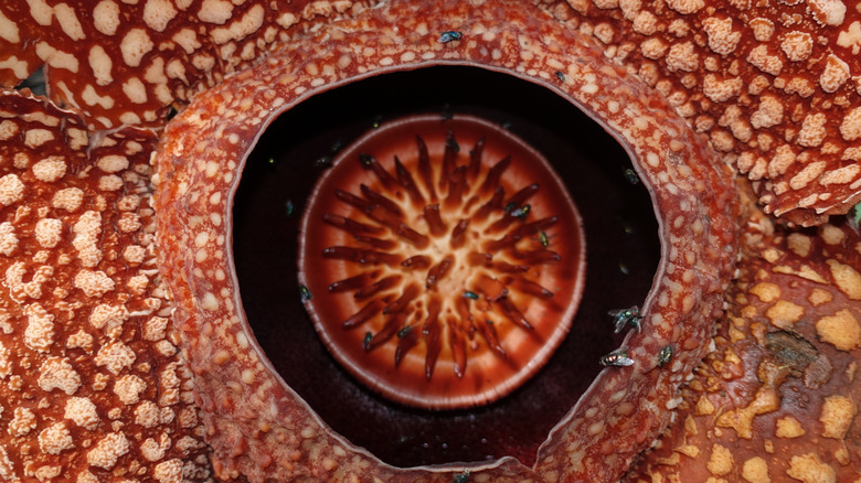 close up of Rafflesia flower with flies on it