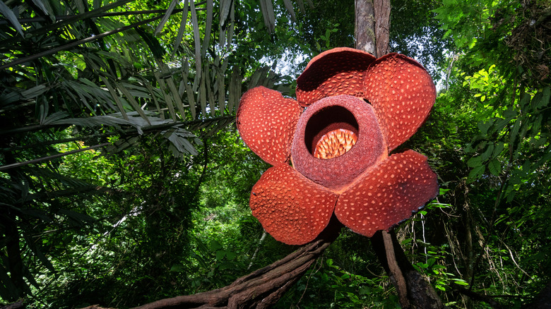 Rafflesia growing on Tetrastigma vine
