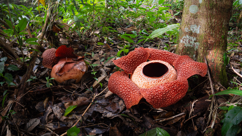 two Rafflesia flowers on the forest floor