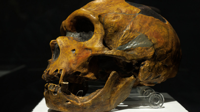 Neanderthal skull on display in museum