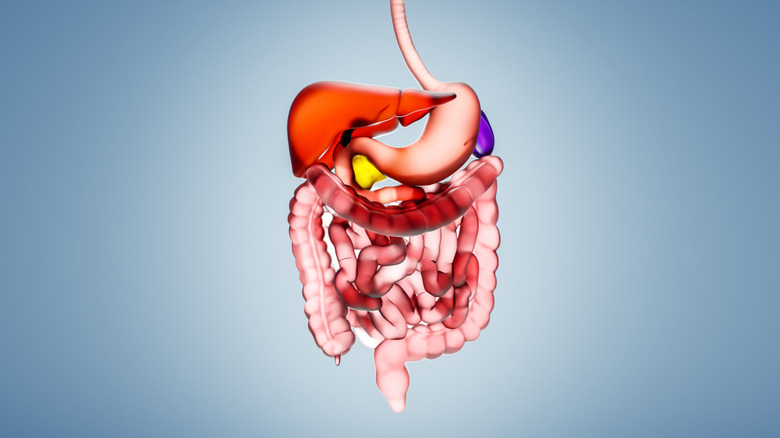 digital illustration of human digestive tract