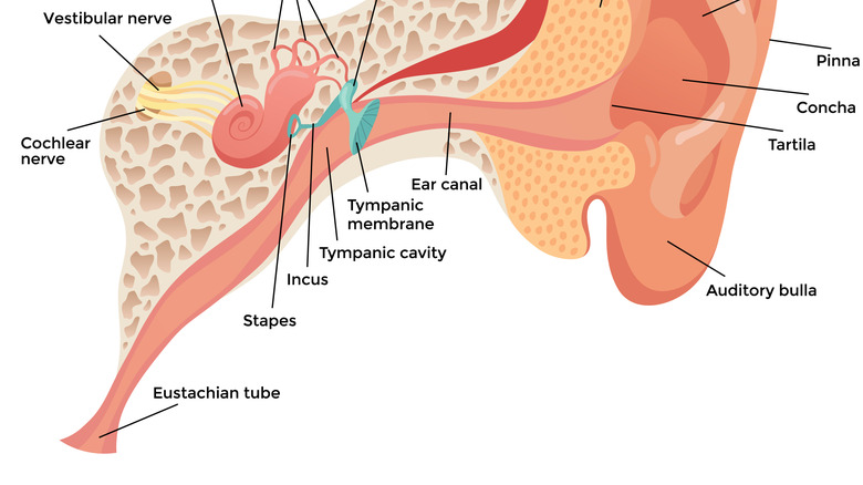 Diagram of auditory system