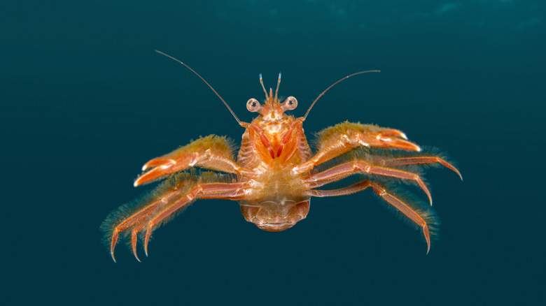 A small crab swimming in the ocean