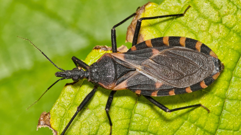Kissing bug on a leaf, dark brown with orange stripes