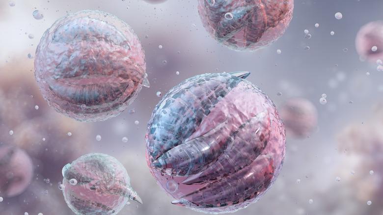 Illustration of Cryptosporidium parvum oocysts