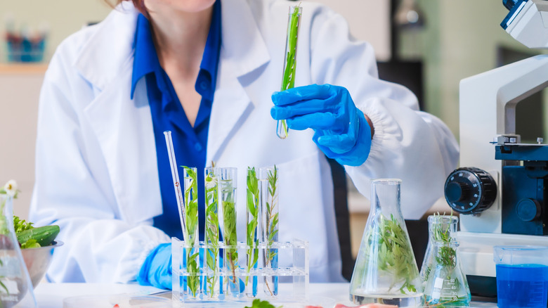 Test tubes and beakers filled with greens being inspected in a laboratory