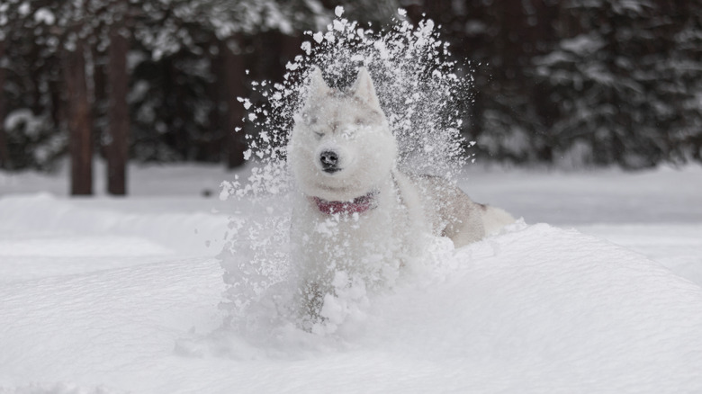 Siberian husky puppy playing in fluffy snowdrift