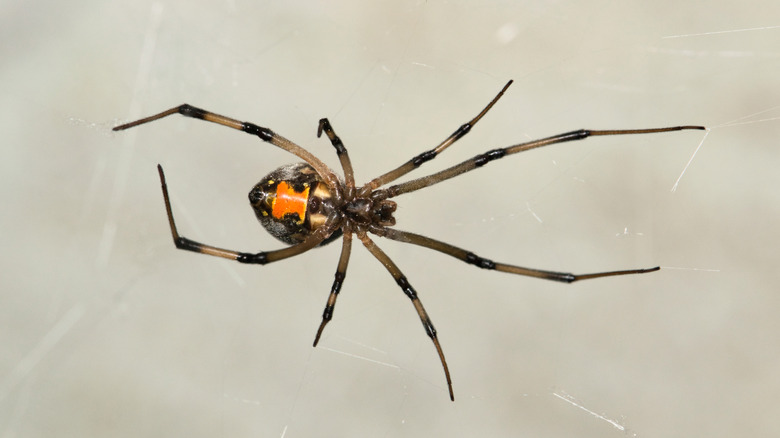 brown widow in web