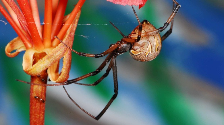 Brown widow spider at the base of a flower with red stem