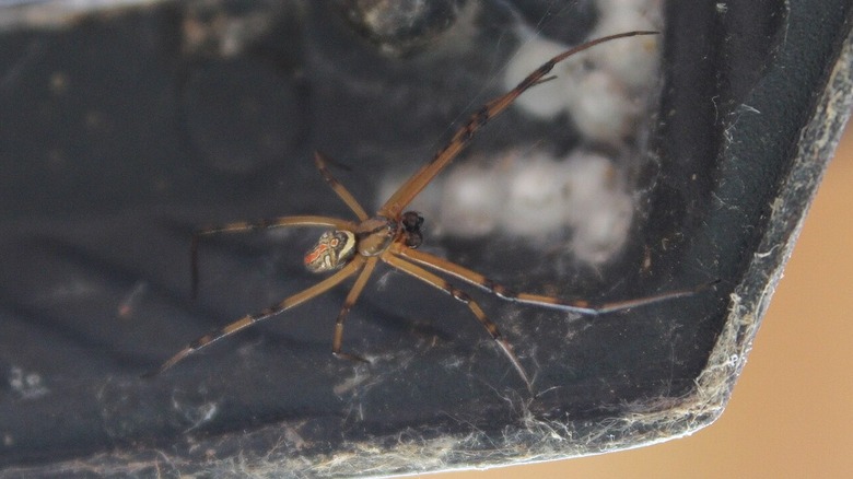 brown widow spider in a cobweb