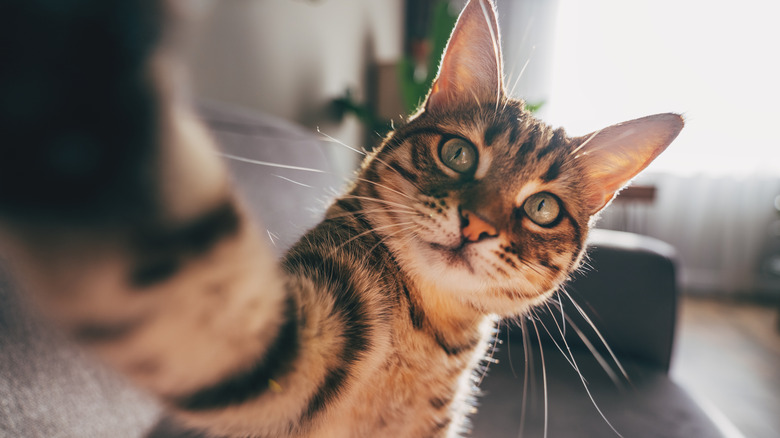 Striped cat on a couch and looking into the camera with one paw on it