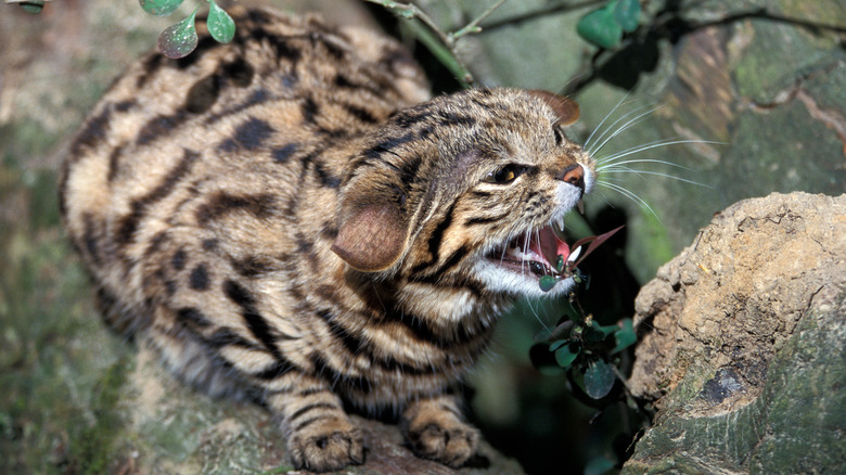 An African black-footed cat in a defensive stance and snarling