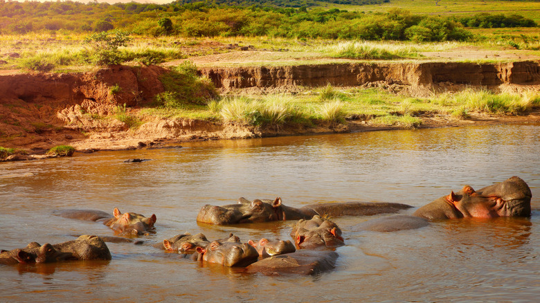 Group of hippos in the Mara River