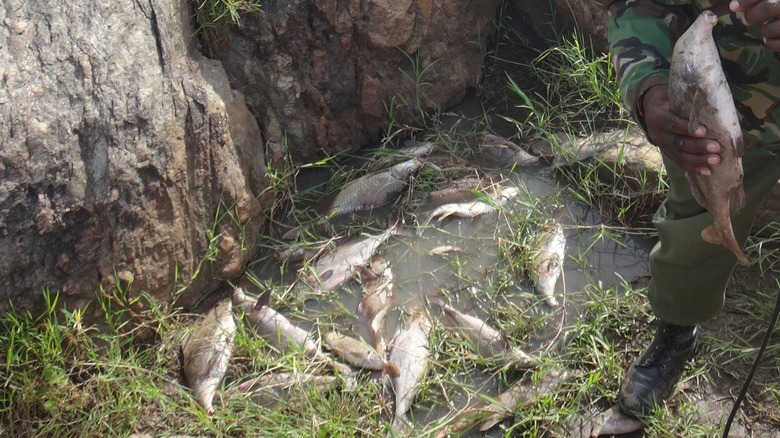 Group of dead elephant fish on the ground next to a Mara Conservancy Ranger inspecting one of them