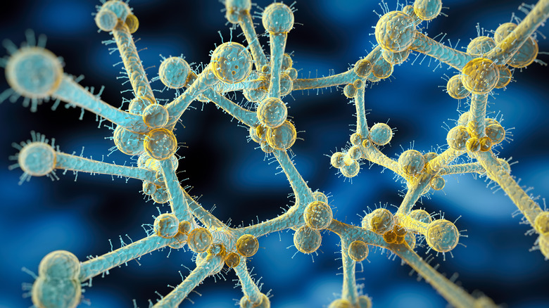 3D image of Candidozyma auris