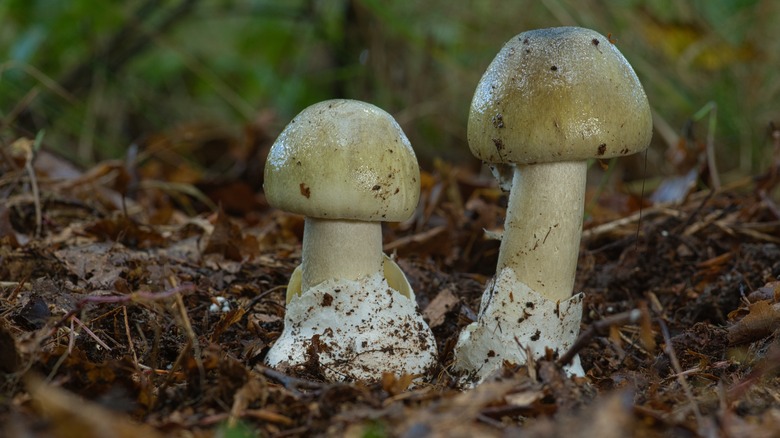 pair of early stage death cap mushrooms