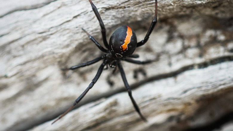 Latrodectus katipo spider clinging to a log, black spider with stark orange streak on its globular body