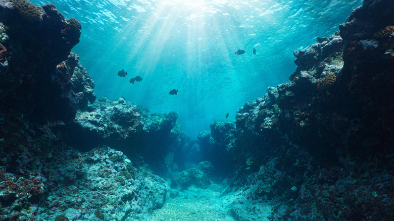 Canyon in the ocean floor with fish swimming around