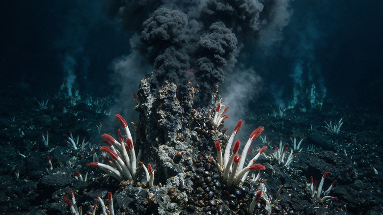 Sea floor hydrothermal vent with tube worms around it