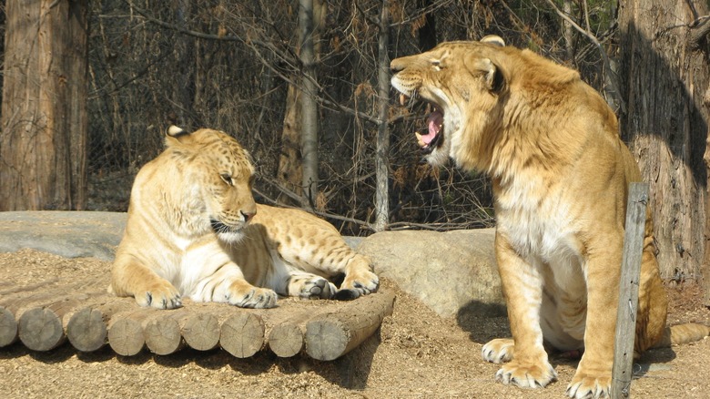 Photo of female (left) and male (right) ligers taken at Everland amusement park in South Korea