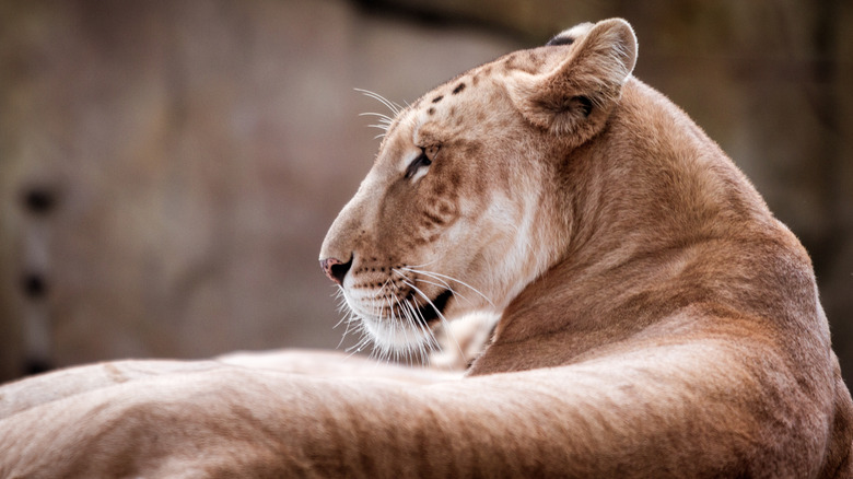 Rear view of a tigon resting