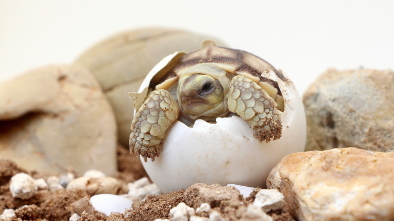 Cute baby turtle half freed from its egg
