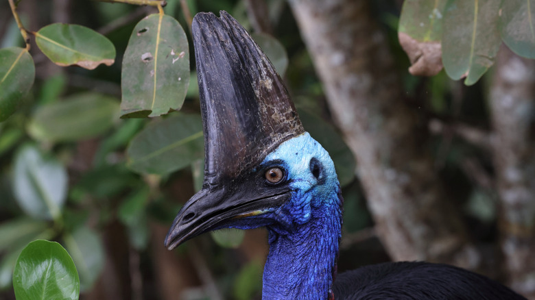A cassowary bird with a large sharp beak and a tall armored crest on its head