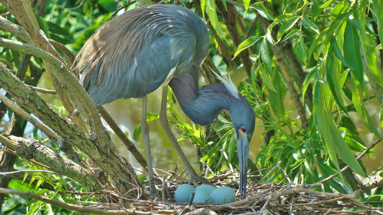 Giant blue heron tending to blue eggs in nest