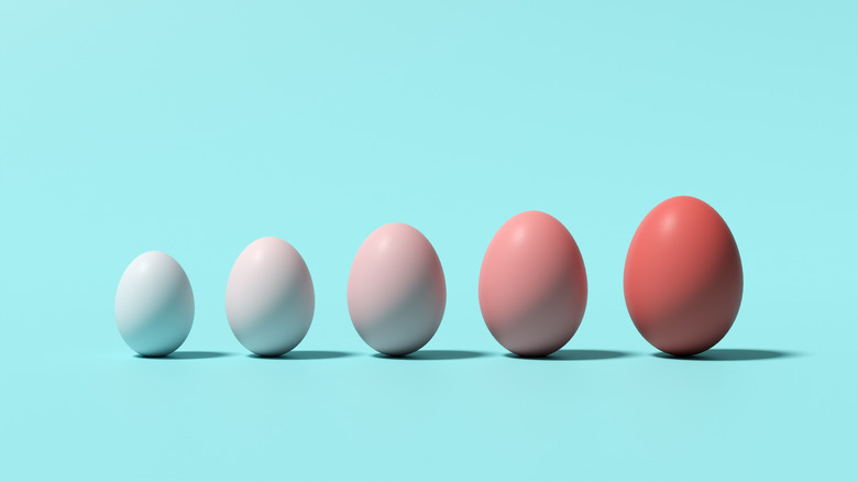 A row of eggs ranging in color from white to different shades of brown