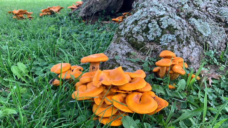 Poisonous Omphalotus olearius mushrooms growing wild